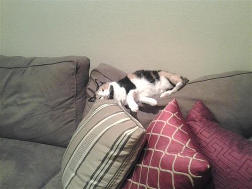 Dedicated to those folks with pets who sleep in super weird and wonky positions. Submit your pet on my Tumblr page or tweet it!