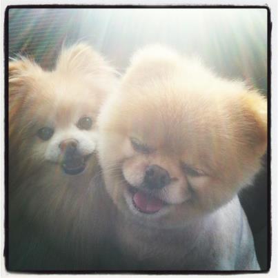 momo_dog's profile picture. 