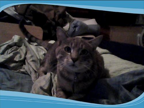 patrickcalhoon's profile picture. I love to watch tv go to the movies out to eat smoke cigars hang out with my frinds talk.I have a cat named Petercain he is crazy he  likes to attack everbody.