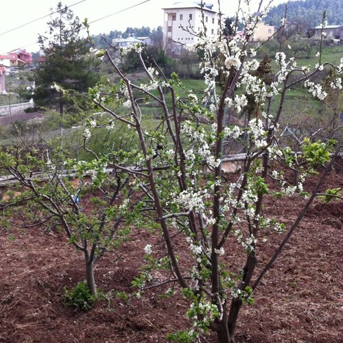 nurcandoruk's profile picture. 