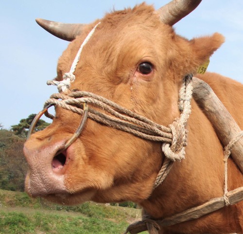 hshanu2012's profile picture. 한우매니아,횡성한우축제,100%맞팔,강원도 횡성맛집,2012 횡성한우축제와 관련된 맛있는 이벤트 진행