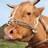 hshanu2012's profile image