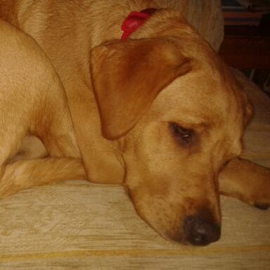 summerwess's profile picture. Tweets are mostly about Summer the fox red Labrador and whatever she happens to be getting up to!Also about H my son. Yay.