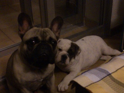 nachoenlared's profile picture. Adicto al pc, programo por comida!