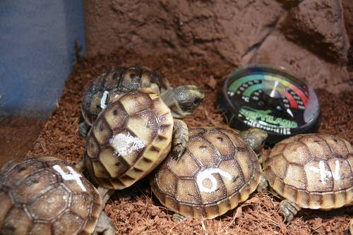 Schildkroeten-Koenig - Beratung direkt von der Schildkroeten Farm #TFB #FollowBack 1:1 #Follow #Followme