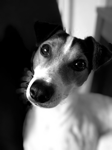 knappe jackrussel reu van 6 jr. gek op tennisballen lange wandelingen , mn zus sandy! en op mijn hondenleventje!