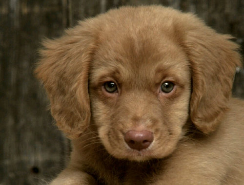 NorbertoBotello's profile picture. 