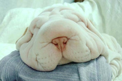 domainpaow's profile picture. 