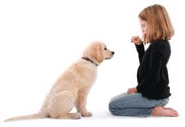 DogTrainTipsTV's profile picture. Check out http://t.co/W3hRacmFum video site. Get to know more about Dog Training Tips TV, share pics, stories, videos and more.