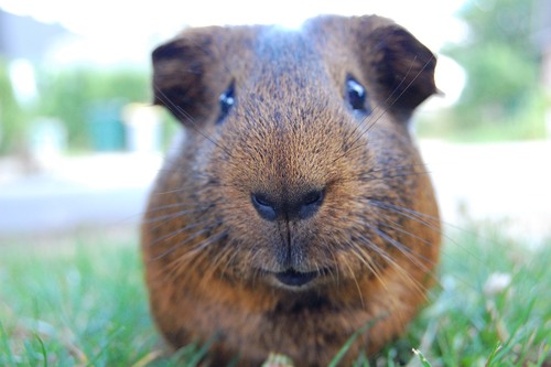 j'aime les animaux
