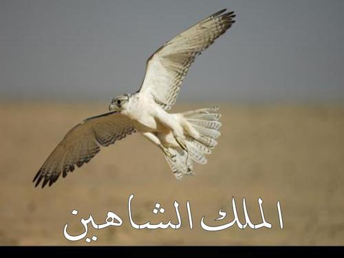 ‏سنحيا الحياه مره واحده فلتكن كما نريدها وكما نبغيها
