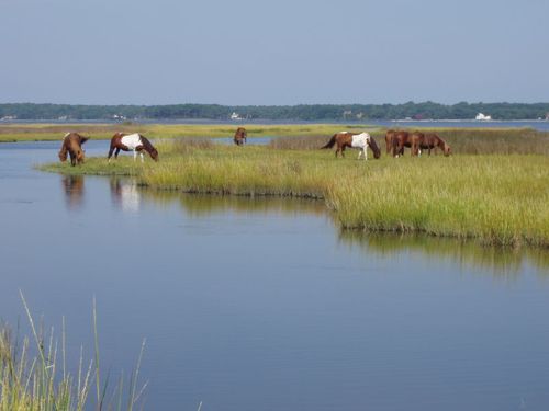 The 501c3 non-profit that supports Assateague Island National Seashore, join us today!