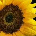 Elizabeth Quinlan - @queerlan - Twitter