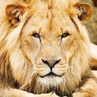 King's Lion's Den(@KCL_LionsDen) 's Twitter Profile Photo