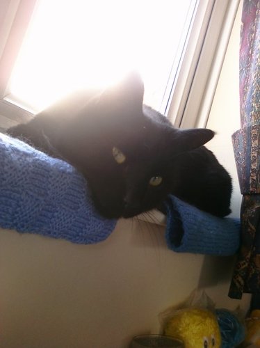 CraftyJus's profile picture. Crafty, creator, with added interests: 😺😺🐾🌈🐾🌈 Library volunteer, animal welfare supporter, movies & bookworm. M.E. sufferer.