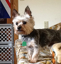 A Yorkie/Cairn living in Arizona now !  Looking to connect with more doggy friends.