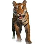 AYCEUSA's profile picture. The Academy of Young Creative #Entrepreneurs - Bringing the Energy of Youth to Innovation!