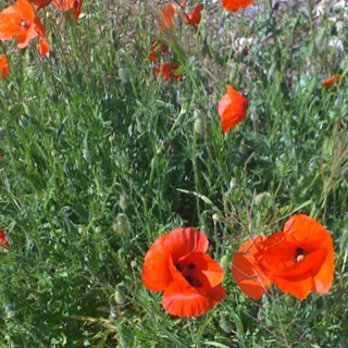 RosaliaCaete's profile picture. 