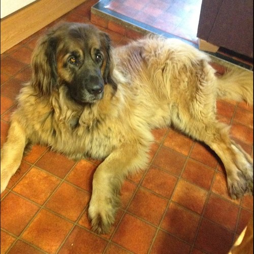 sarahthorncroft's profile picture. 