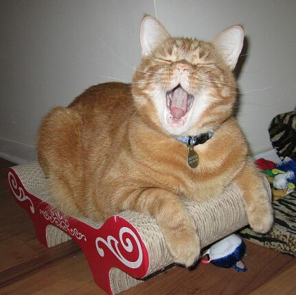 Aspiring Crazy Cat Lady, Lover of all diet beverages, NEEDS to live by the ocean, Dripping with sarcasm.