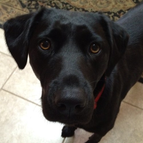 Lucy2dog's profile picture. Roll tide and awbarn sucks