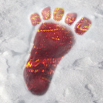 Bigfoot Shaman. Berry lover. I like to monkey around with tourists. Caving expert. Movie star coming soon in Bigfoot Shamans 3D feature and book series.