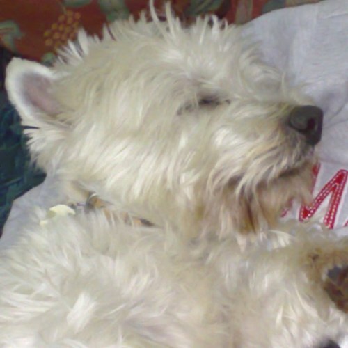 lourodge's profile picture. Fraught mum of 4 and now retired GP, accountant for husb and general all round dog's body