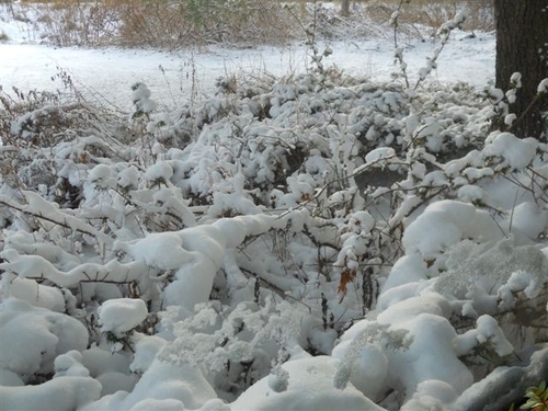 SlushIsLife's profile picture. 