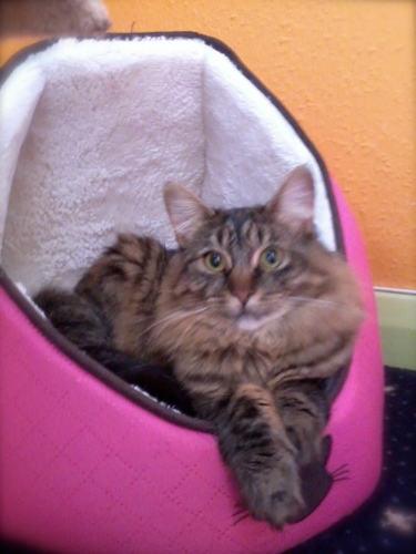 love BBC dramas,
a proud momma of two and 
love my two kitties