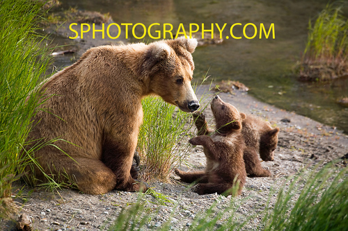 Pro Nature Photographer and Photo Workshop Tour Leader. USA National Parks, Bears, Moose, Maine, FL, Yellowstone, http://t.co/5FHCAj84A1