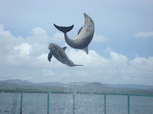 Cubawedding's profile picture. Got married in Cuba July 2011. Would highly recommend this as a marriage venue to anyone.