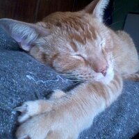 Ileana (@pitipunch) 's Twitter Profile