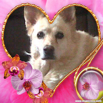 I have a dog called tegra and a really really hot boyfriend called peter I love him so much xxxxxxxxxx and lisa,paige and rachel are ma pure bestos love ya's