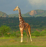 Karisia_Safaris's profile picture. Karisia specializes in walking safaris and natural history but every year we also guide photographic safaris to all the National Parks here in Kenya.