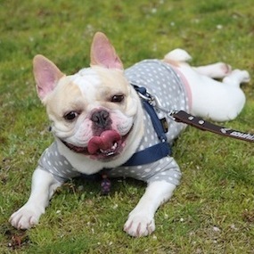 プレミアムドッグフード、犬用グッズのオンラインショップ。奇跡的に巡り会えたワンちゃんとオーナー様へ幸せをお届けしたい。ワンちゃんの健康を第一に考えた商品をセレクト。真心込めてお届けします。