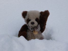 LucyTBear's profile picture. A teddy bear with a web addiction, living in a campervan - not always with my people!