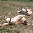 Jodi Rowe - @Rapoza73 - Twitter