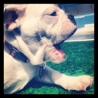 muttleycrewsf