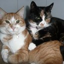 Brigitte Roy - @Briekeroy - Twitter