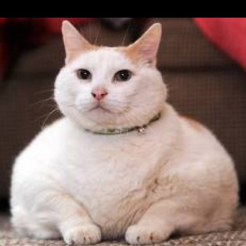 Creamcat2000's profile picture. 