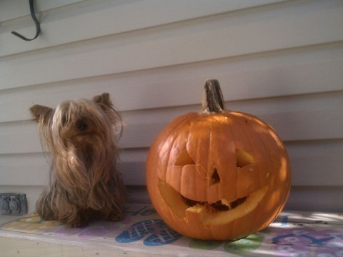 Virtualnurses's profile picture. mom.dolphin lover.Knights.and impossible dream lyrics..cry everytime.