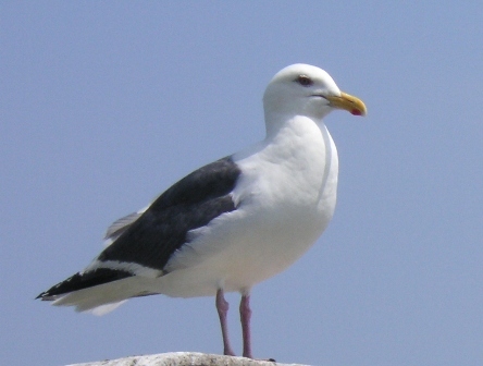 nameyuge's profile picture. しばし休眠。主に水辺。石ひろったり魚つったり泳いだり