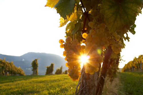 The company Zlati Grič on Škalce estate is engaged with grape and wine production, yet also offers a golf course, restaurant Grič and a viticultural manor.