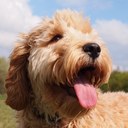 Rob Chambers - @chambers718 - Twitter