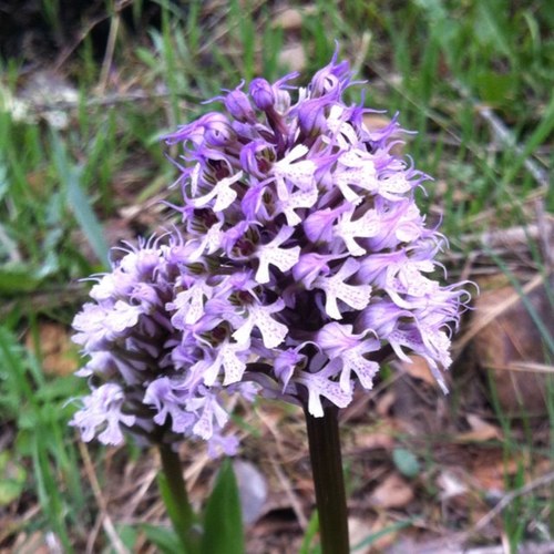 LilaCasiVioleta's profile picture. 