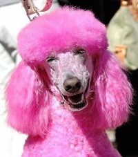 crazypussy1's profile picture. #crazypussy мамой клянусь - только факты!