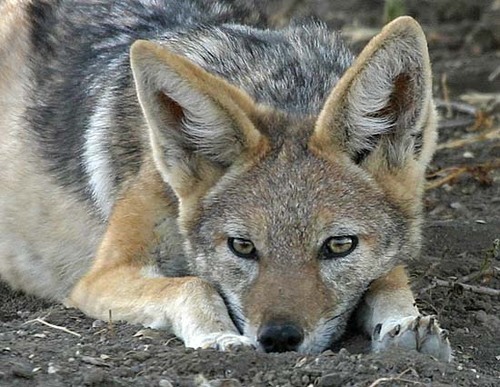 The Gauzy Jackal on Twitter