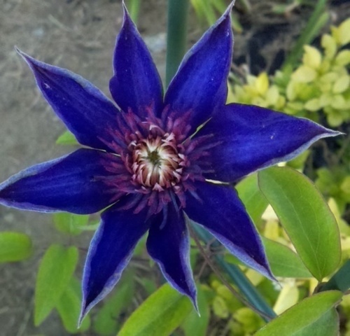 tayschroed's profile picture. 