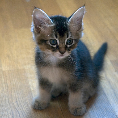 SrMortis's profile picture. Si que pasa soy un gato, ¿acaso no lo sabias ?
Soy honrado, primera aparición en Youtube en http://t.co/hyHkKIF6Lm