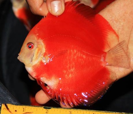DiscusDelivery's profile picture. USA based Importer of the World's Finest Discus Aquarium Fish